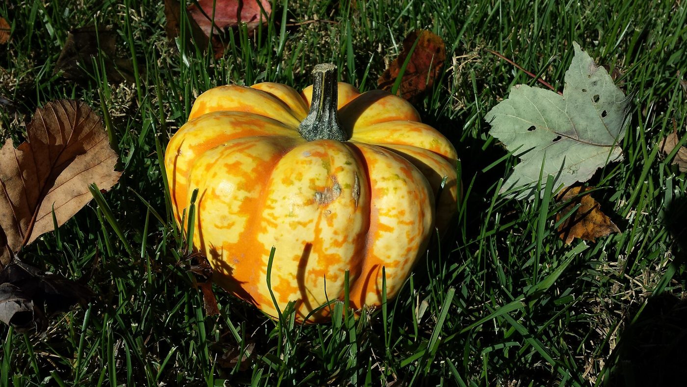 Acorn Squash plant: Cucurbitaceae crop profile photo