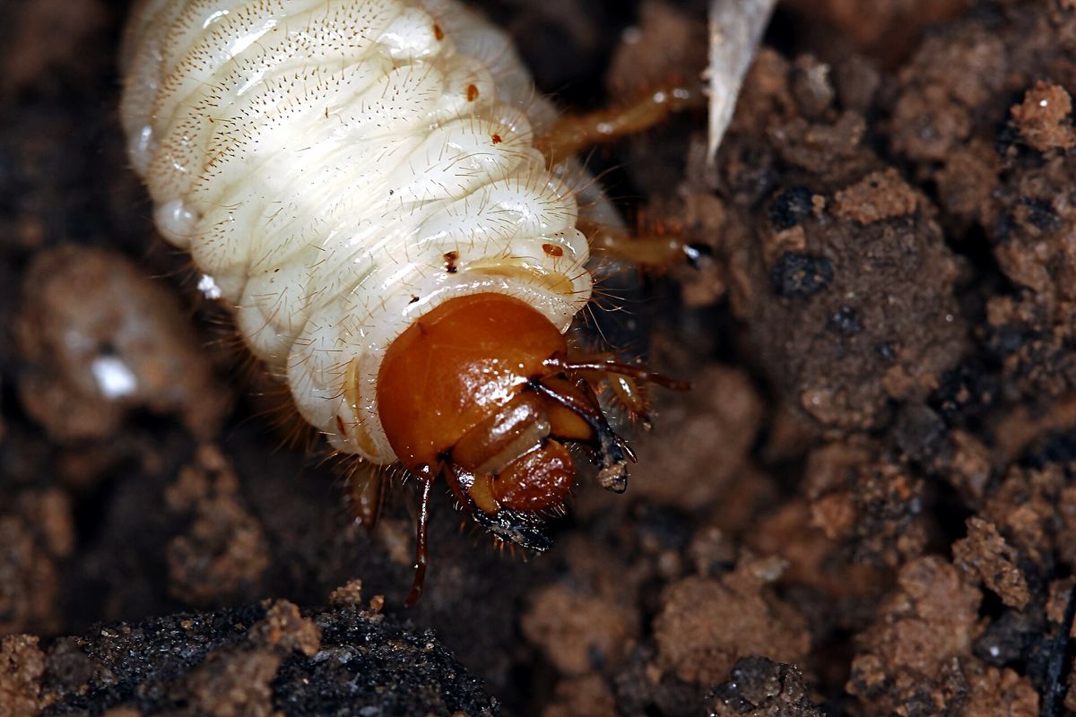 Close-up photo of white grub used for garden pest identification