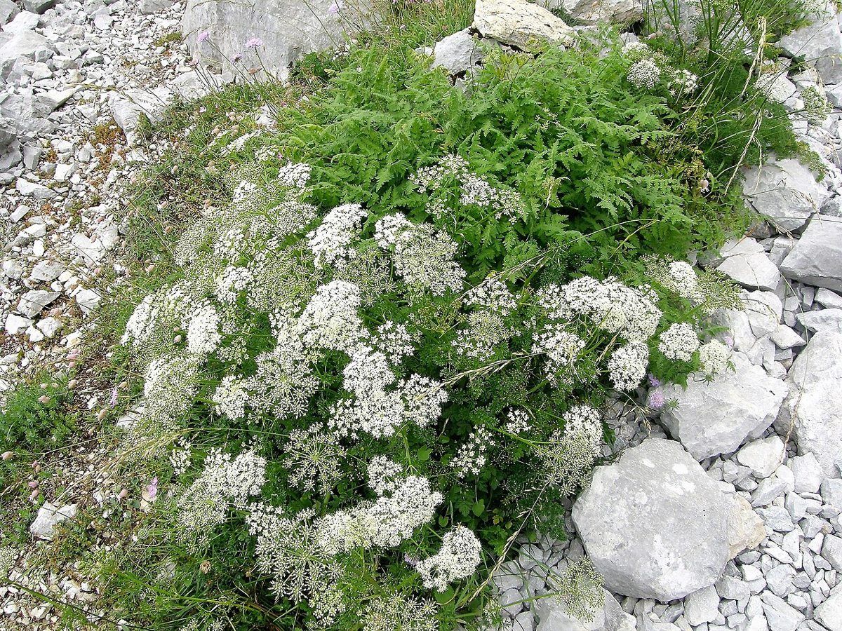 Anise growing. Photo for the anise growing guide