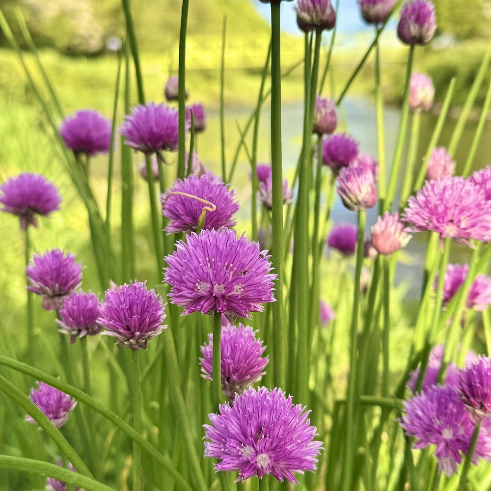 Chives plant: Amaryllidaceae crop profile photo
