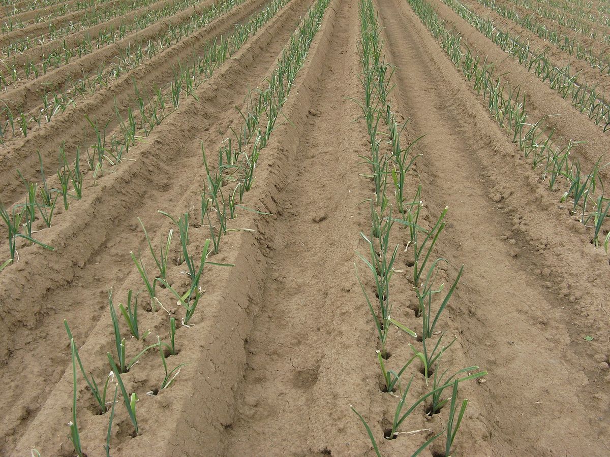 Leek plant: Alliaceae crop profile photo