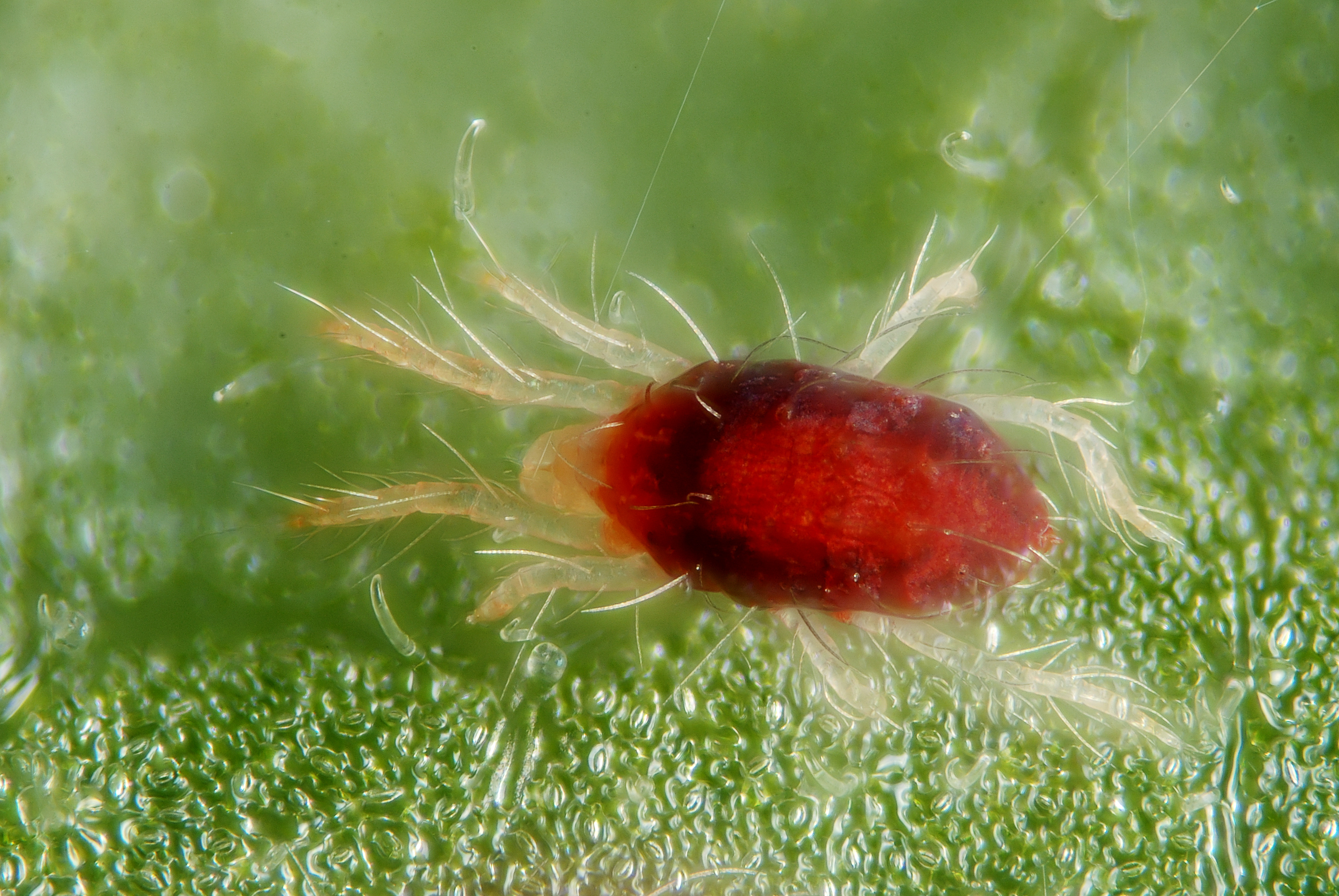 Photograph of spider mite — garden pest identification