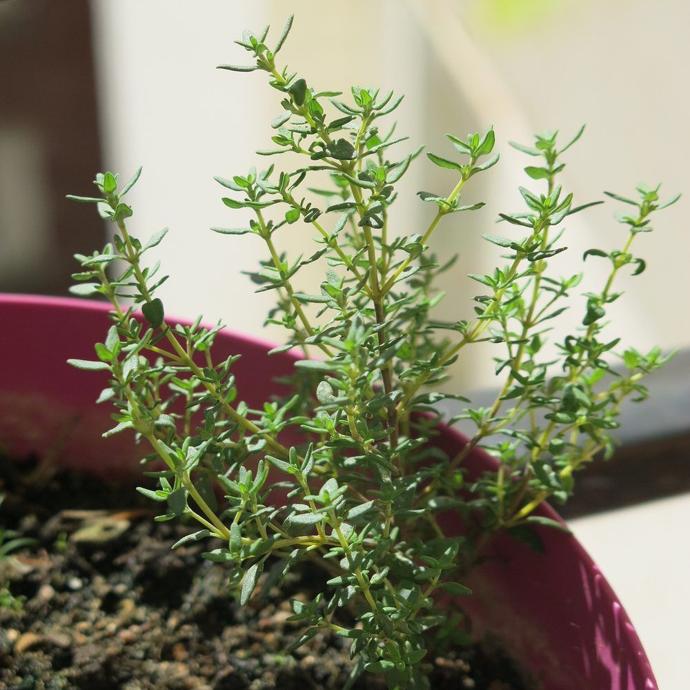 Thyme plant: Lamiaceae crop profile photo