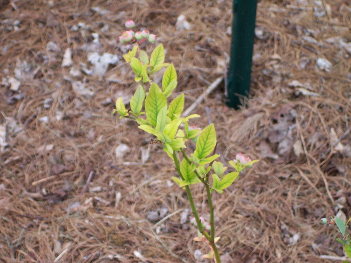 Photograph of iron deficiency symptoms used for plant disease identification