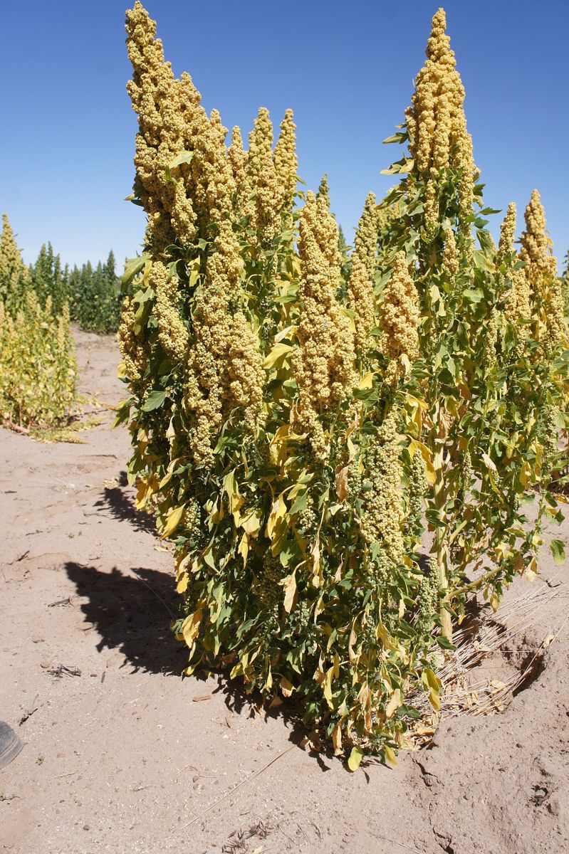 Quinoa growing. Photo for the quinoa growing guide