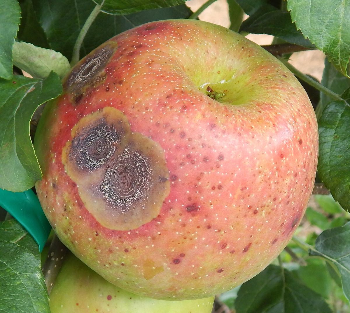 Photograph of bitter rot symptoms used for plant disease identification