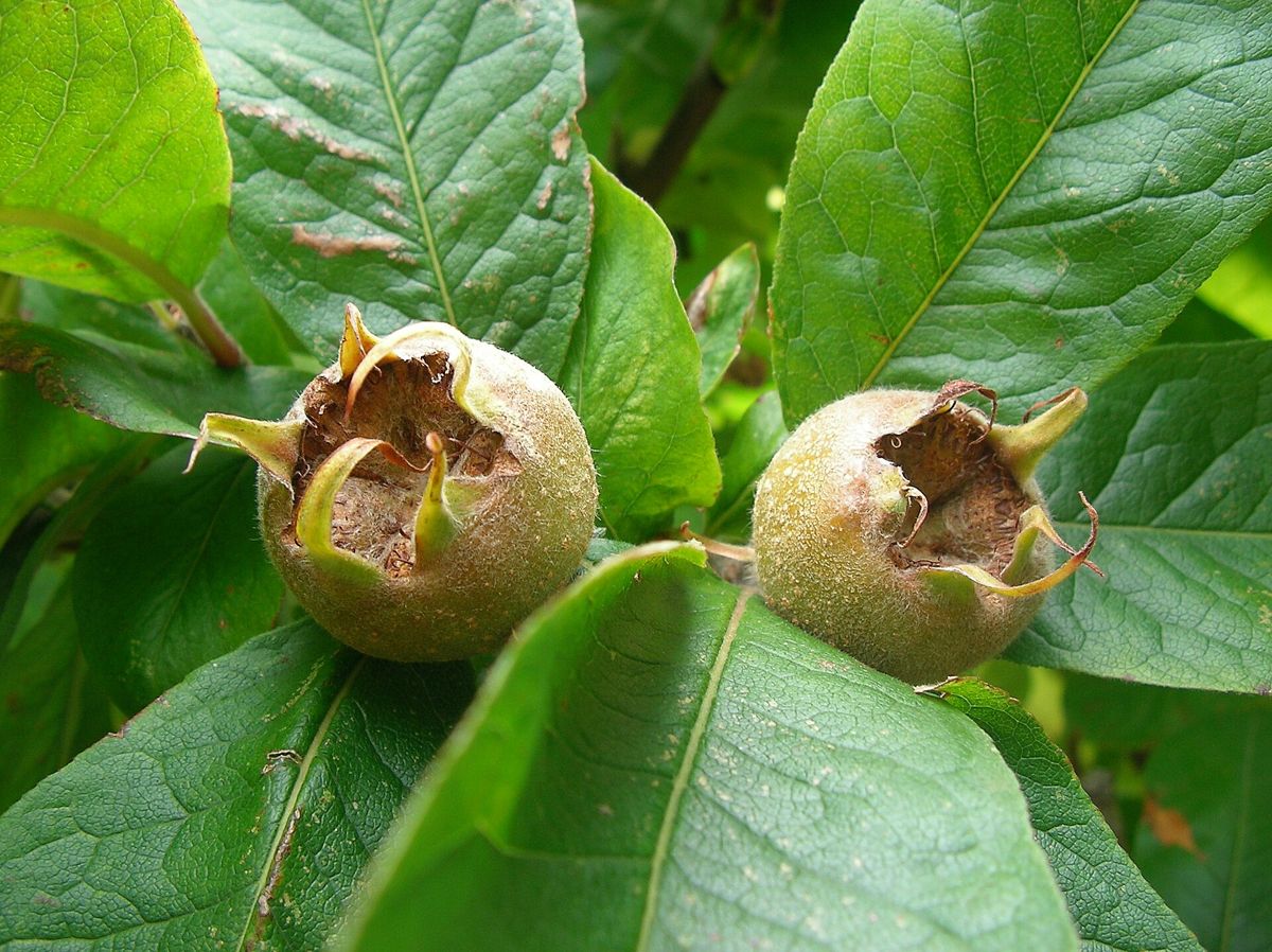 Medlar growing. Photo for the medlar growing guide
