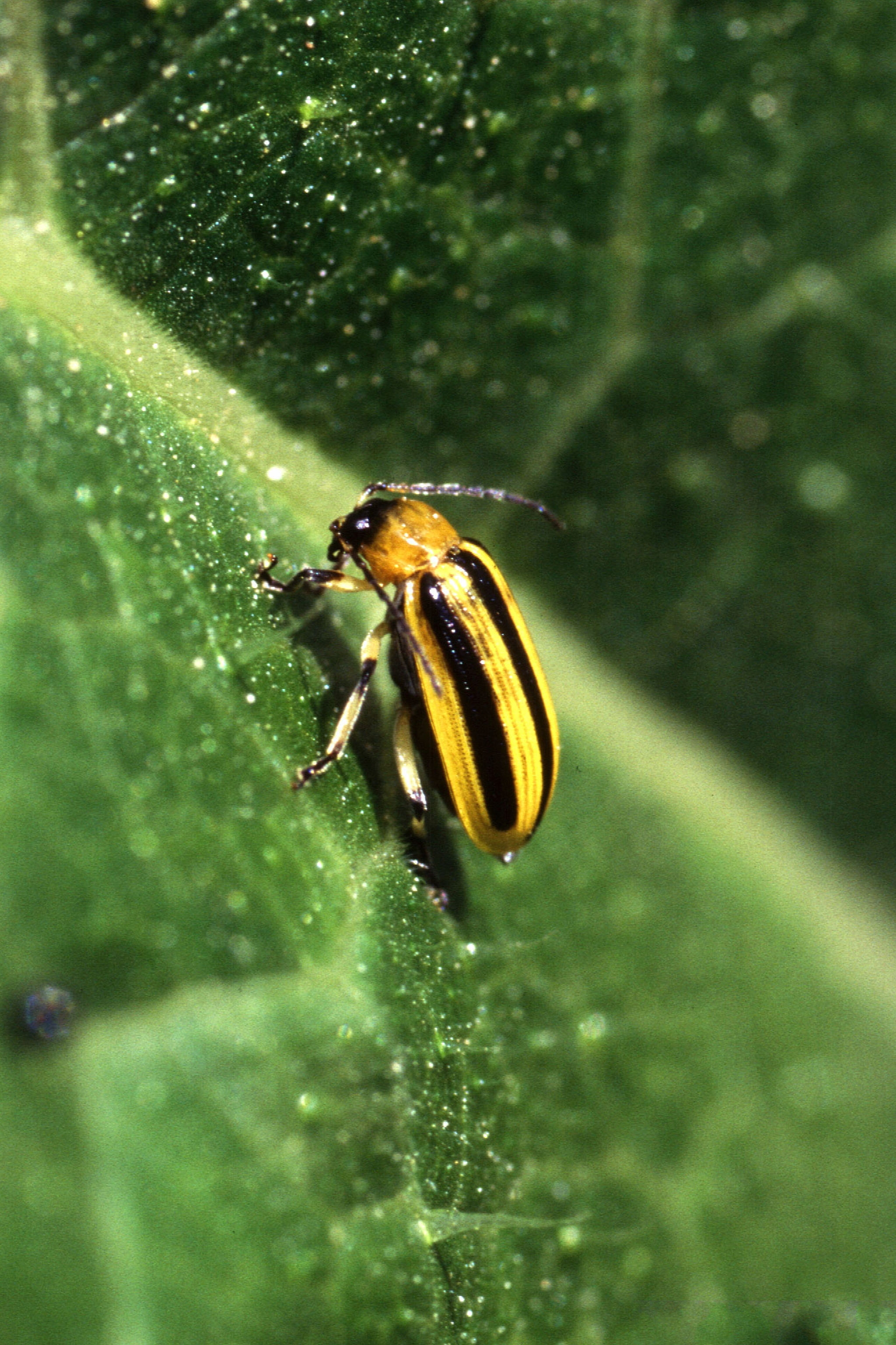 Photograph of cucumber beetle — garden pest identification