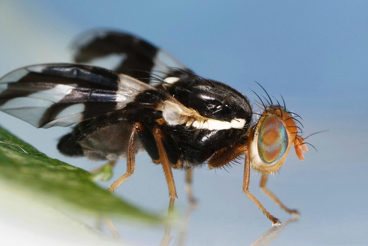 Close-up photo of apple maggot used for garden pest identification
