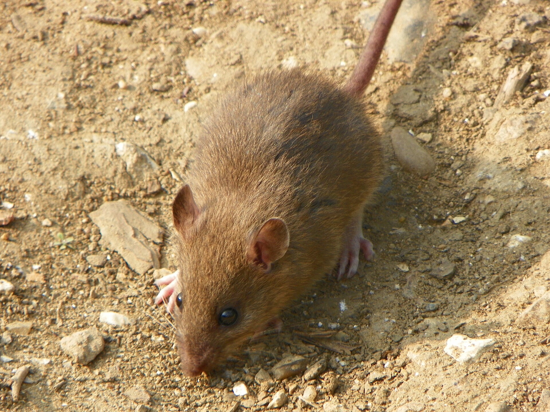 Close-up photo of norway rat / roof rat used for garden pest identification