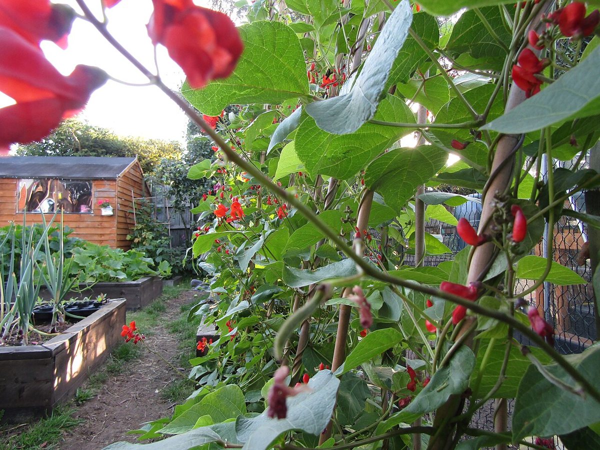 Scarlet Runner Bean growing. Photo for the scarlet runner bean growing guide