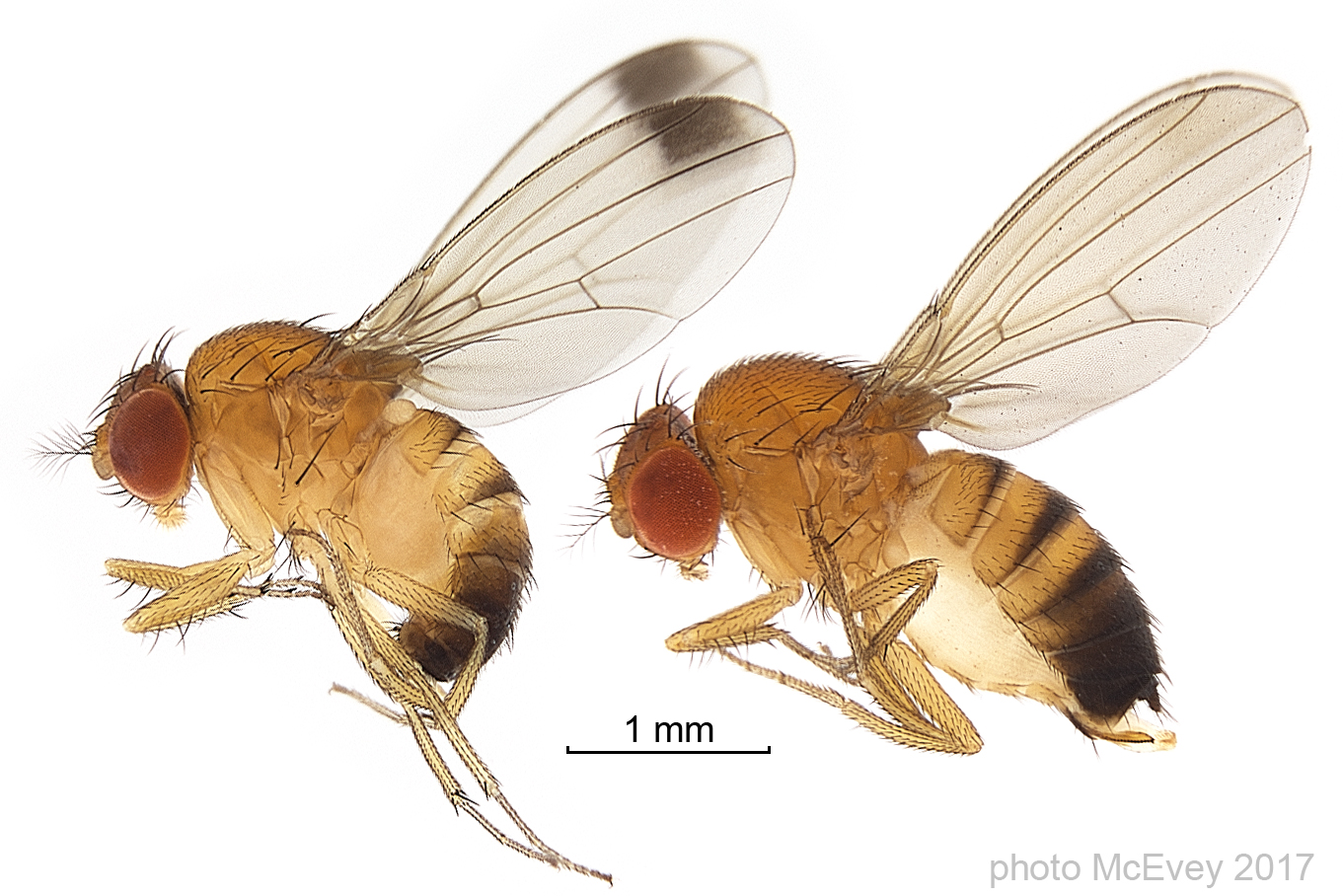 Photograph of spotted wing drosophila: garden pest identification