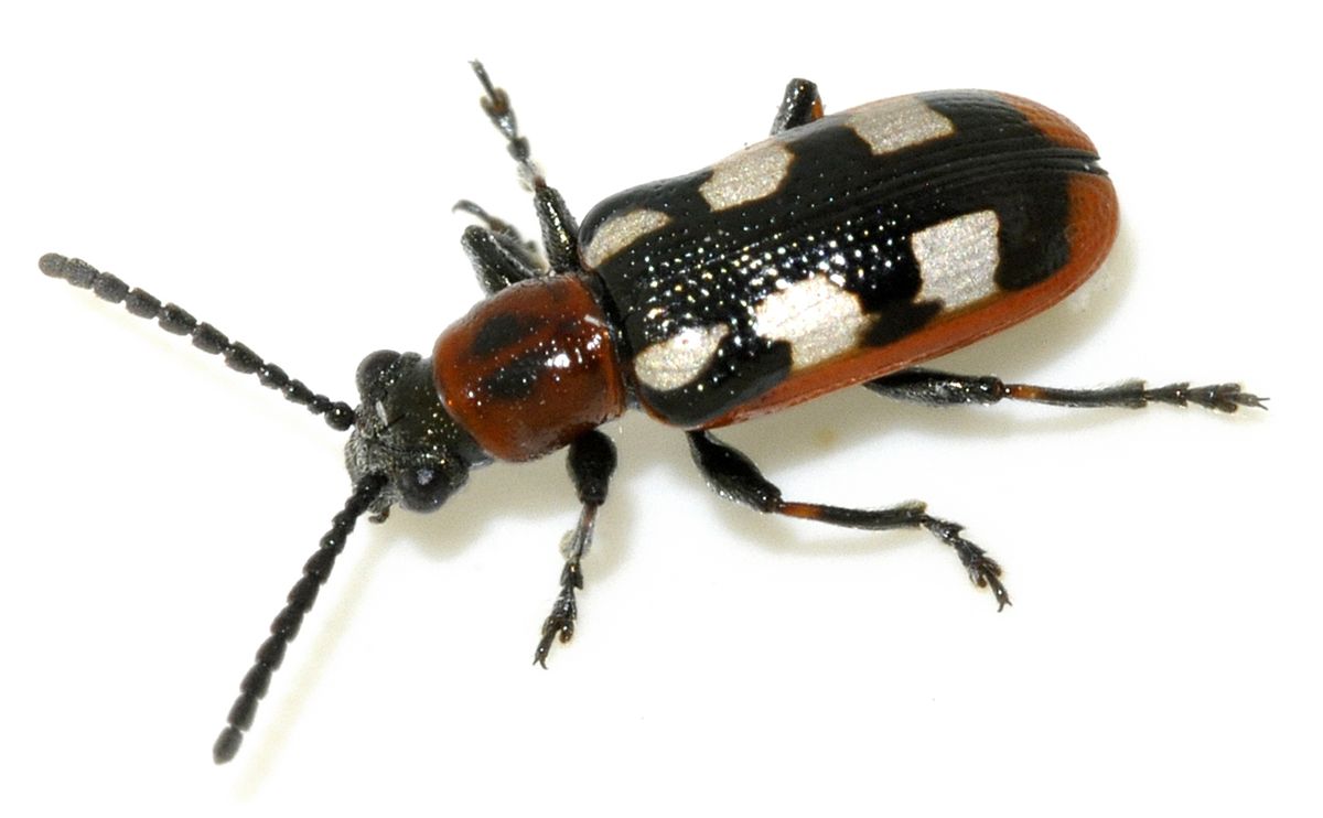 Close-up photo of asparagus beetle used for garden pest identification