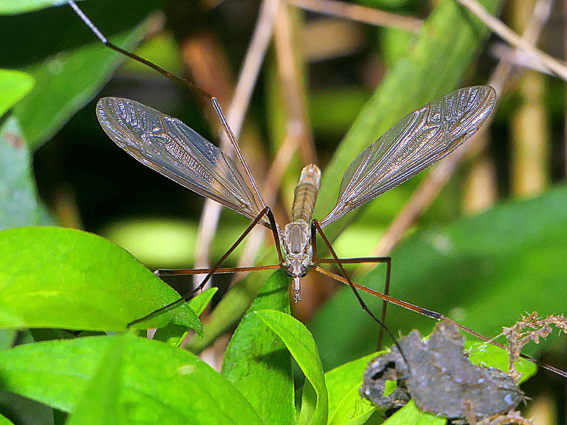 Close-up photo of leatherjacket (crane fly larva) used for garden pest identification