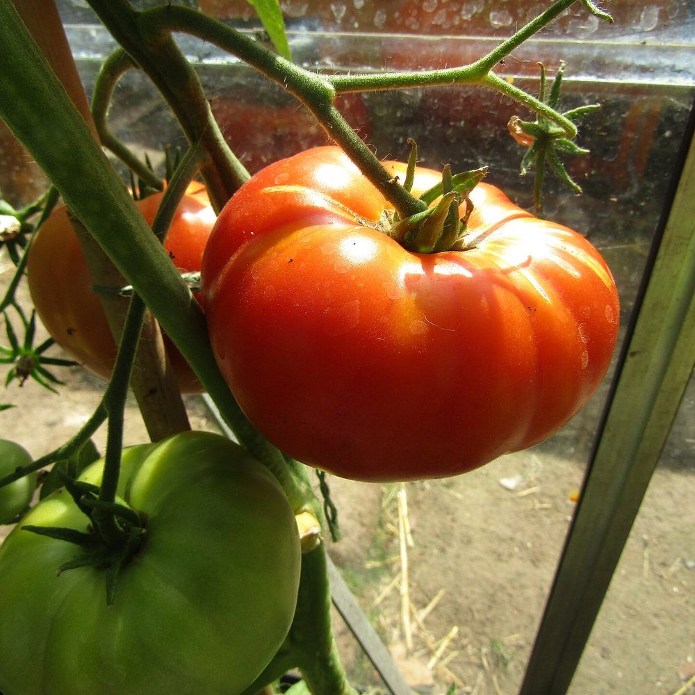 Tomato plant: Solanaceae crop profile photo