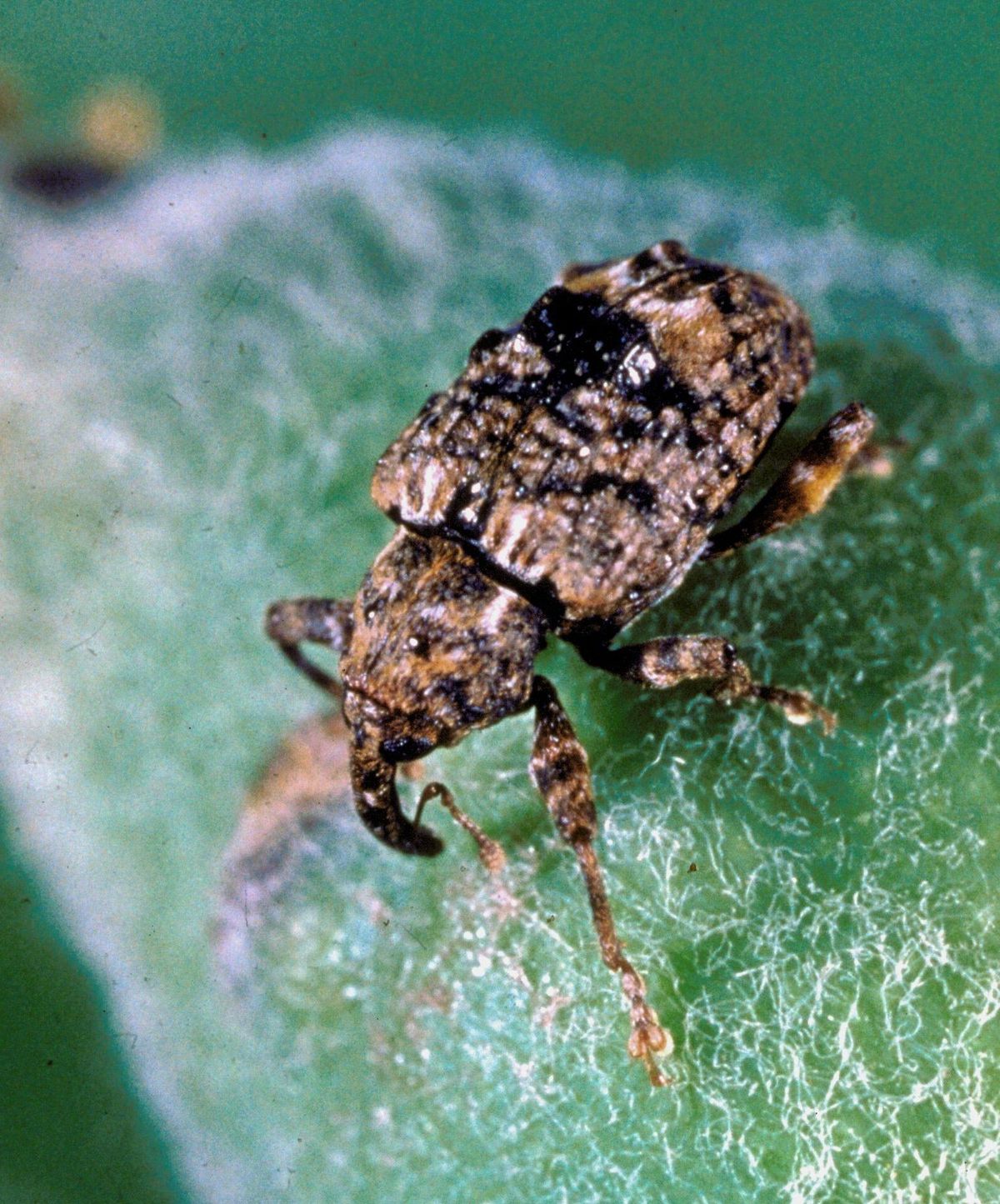Close-up photo of plum curculio used for garden pest identification