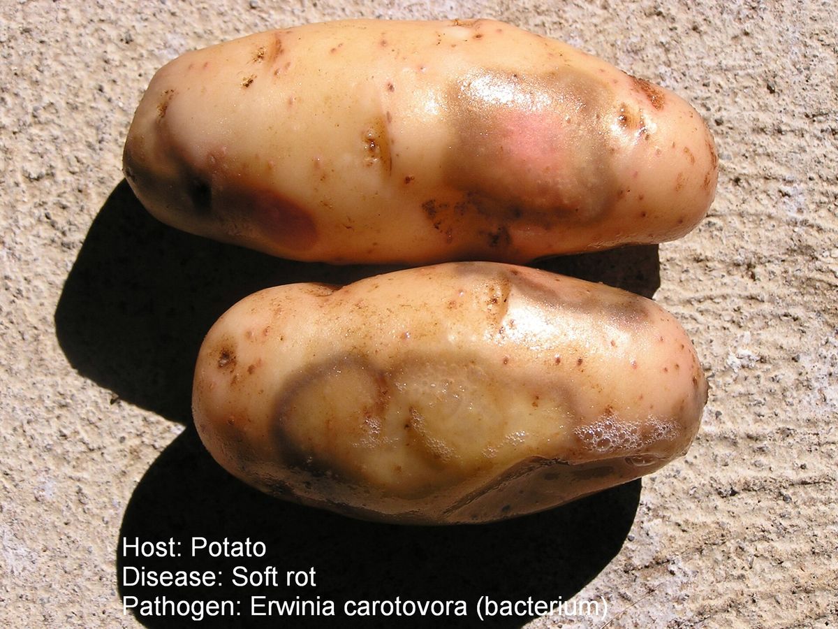 Photograph of bacterial soft rot symptoms used for plant disease identification