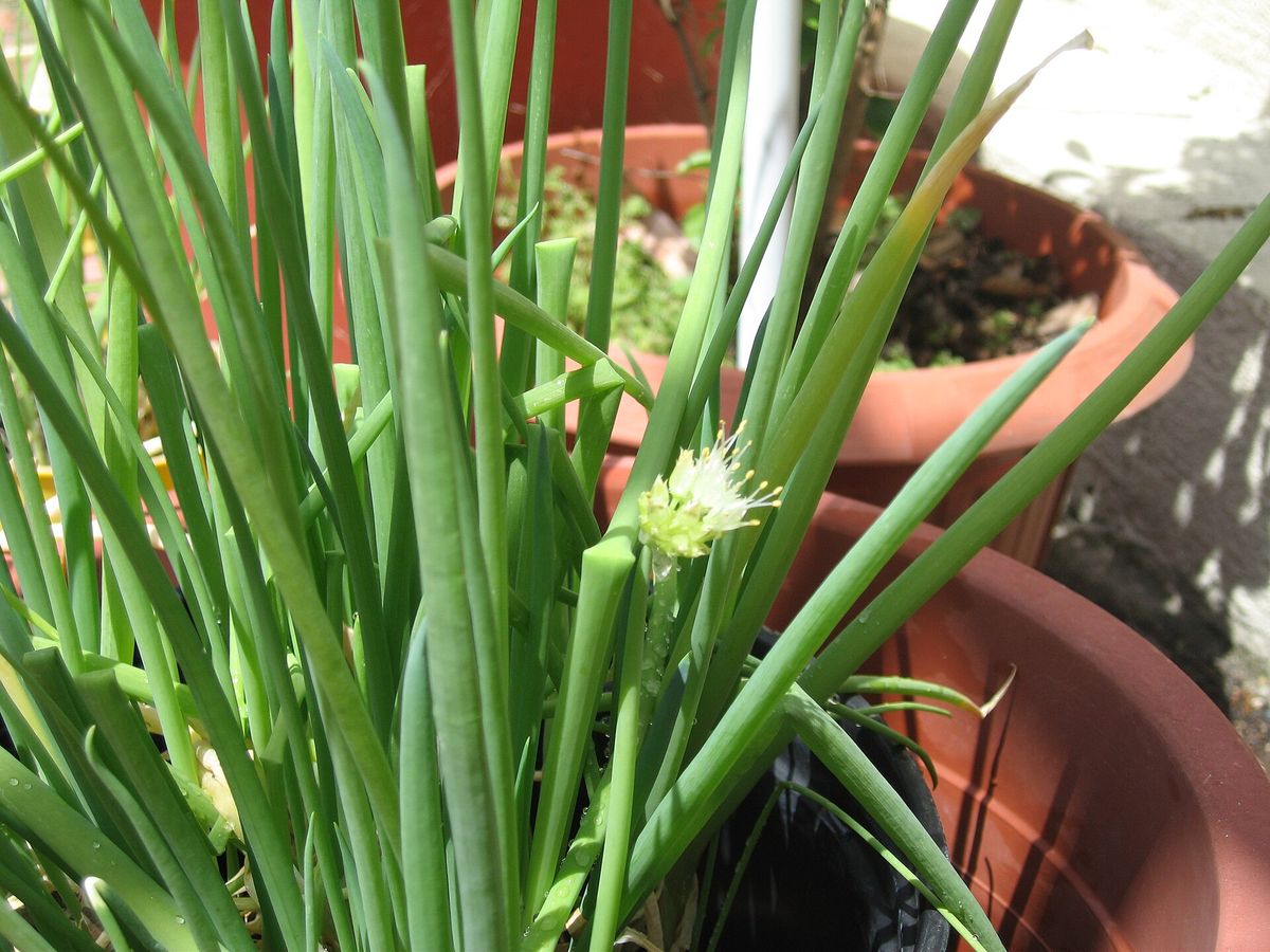 Scallion (Green Onion) plant: Amaryllidaceae crop profile photo