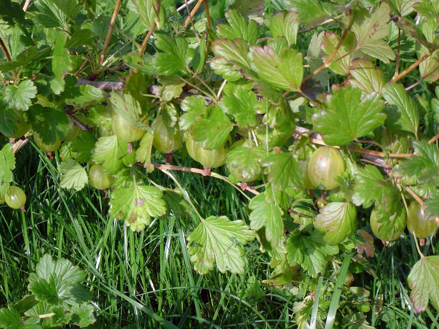 Gooseberry plant: Grossulariaceae crop profile photo