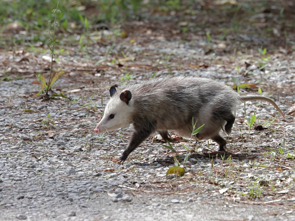 Close-up photo of opossum used for garden pest identification