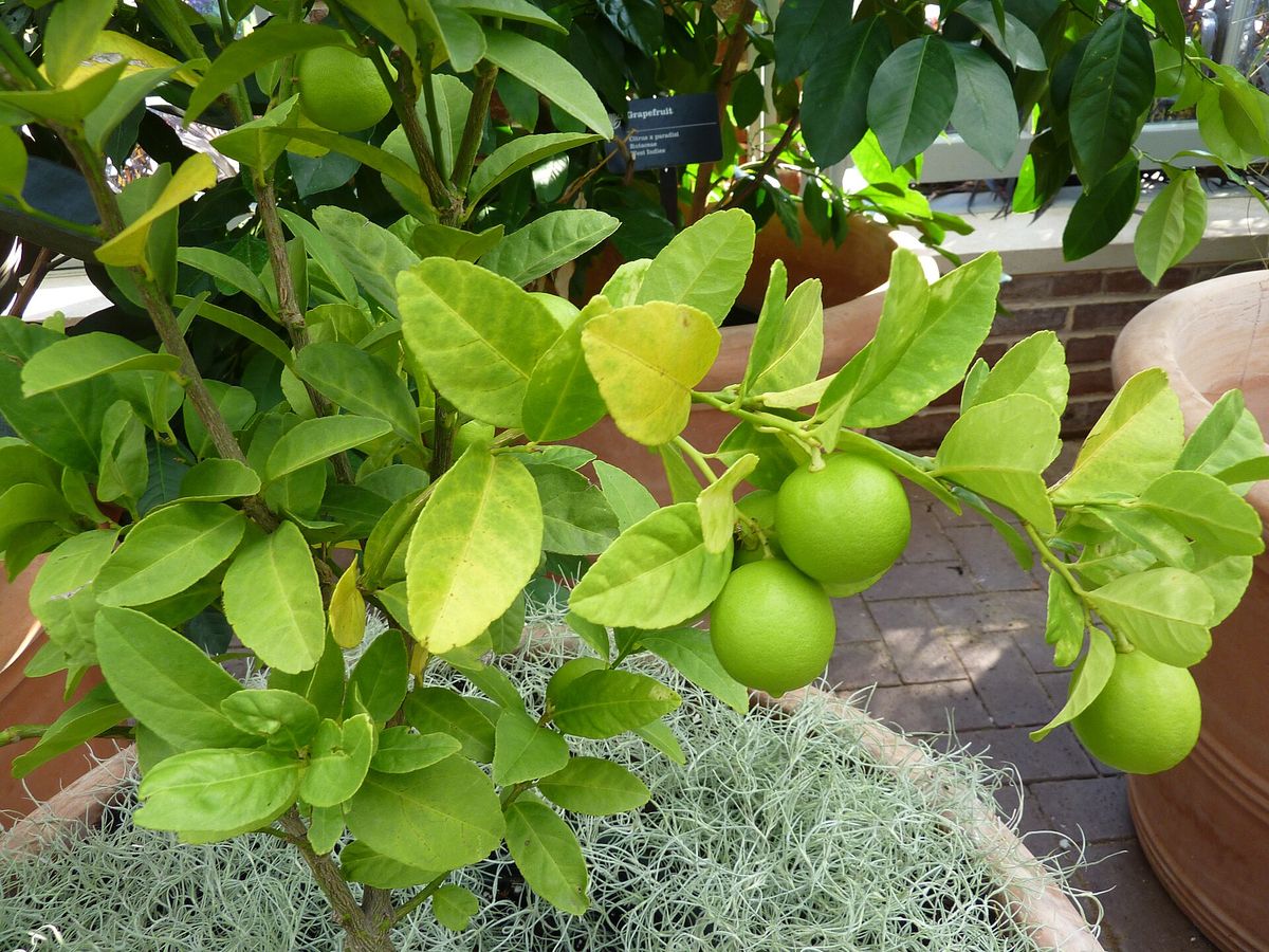 Lime (Key Lime) growing. Photo for the lime (key lime) growing guide