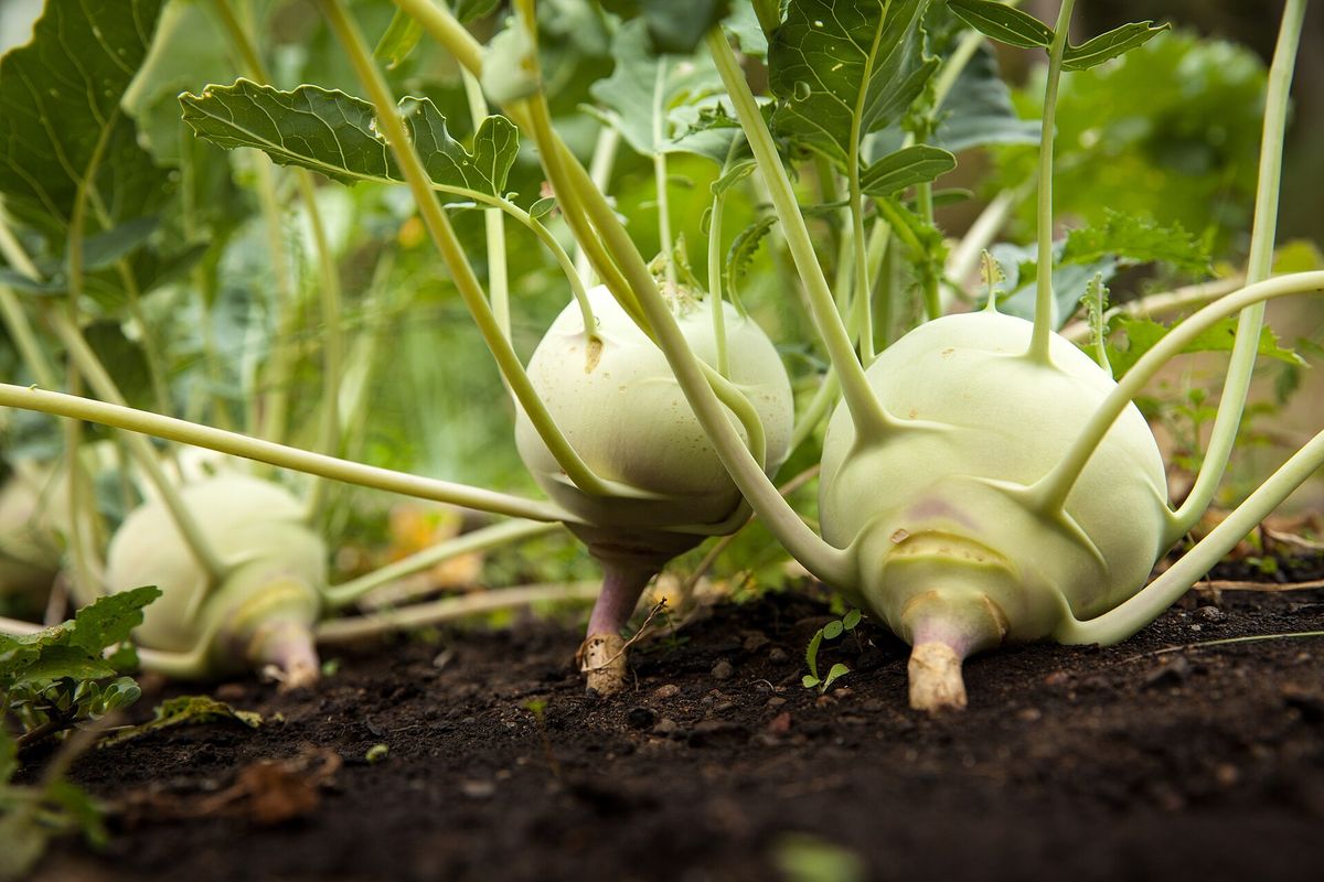 Kohlrabi plant: Brassicaceae crop profile photo