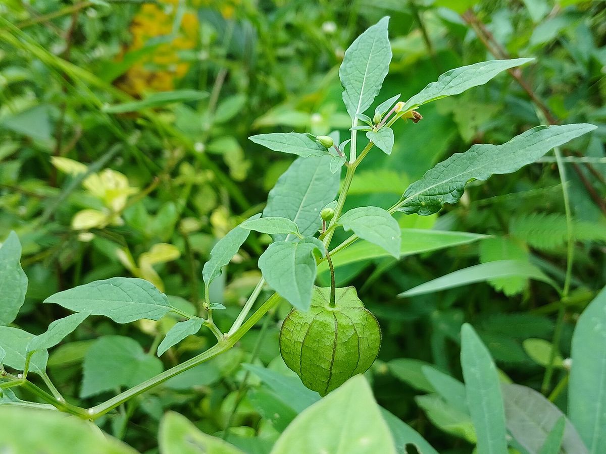 Ground Cherry plant: Solanaceae crop profile photo