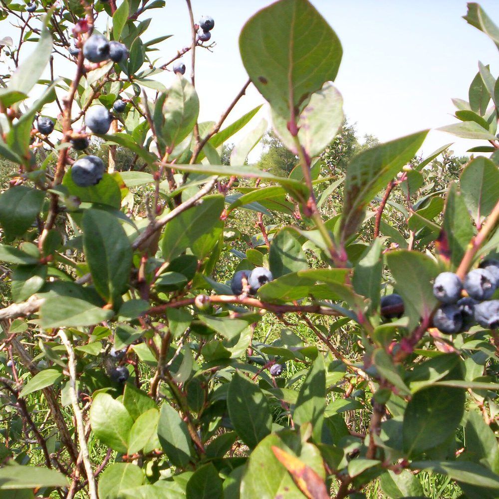 Blueberry plant: Ericaceae crop profile photo