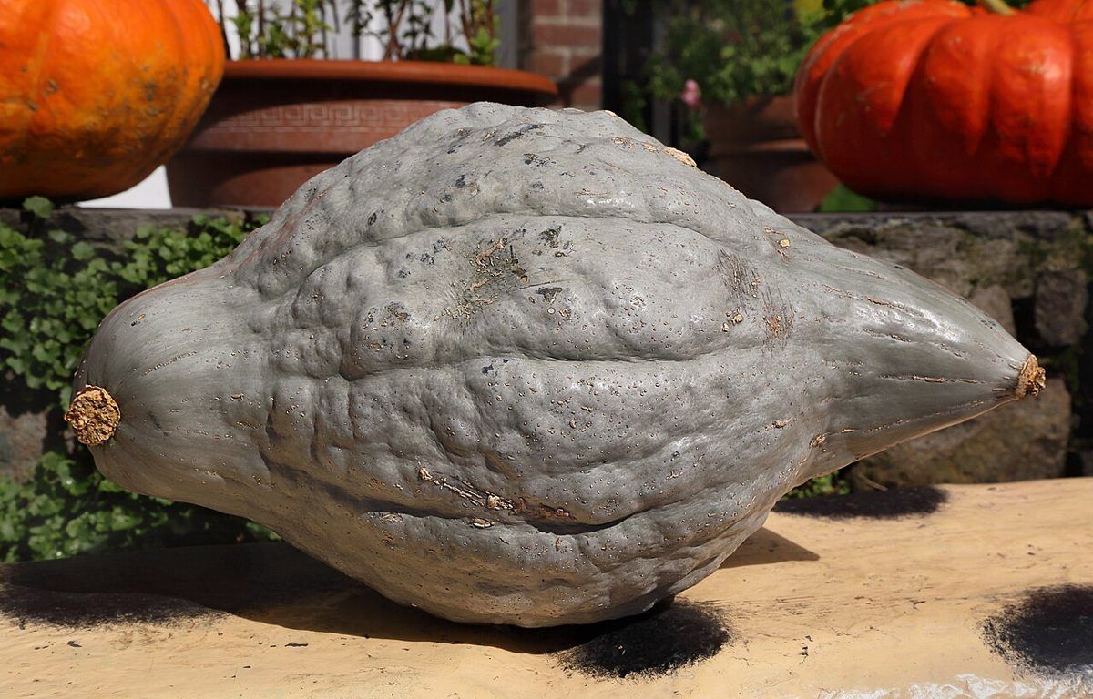 Hubbard Squash growing. Photo for the hubbard squash growing guide