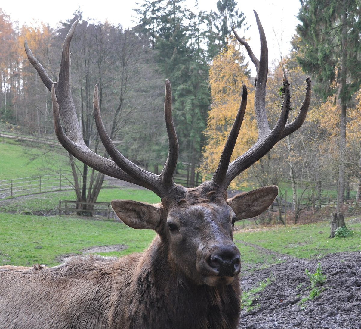 Close-up photo of elk used for garden pest identification
