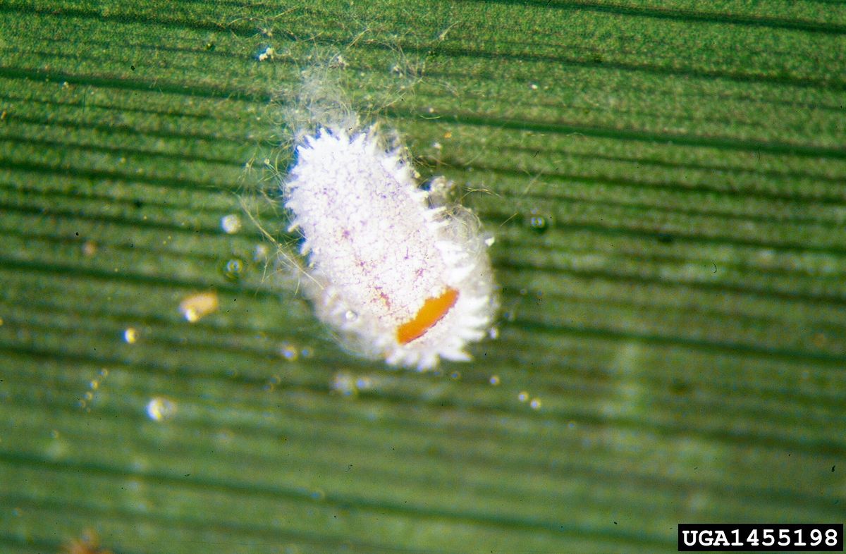 Close-up photo of mealybug used for garden pest identification