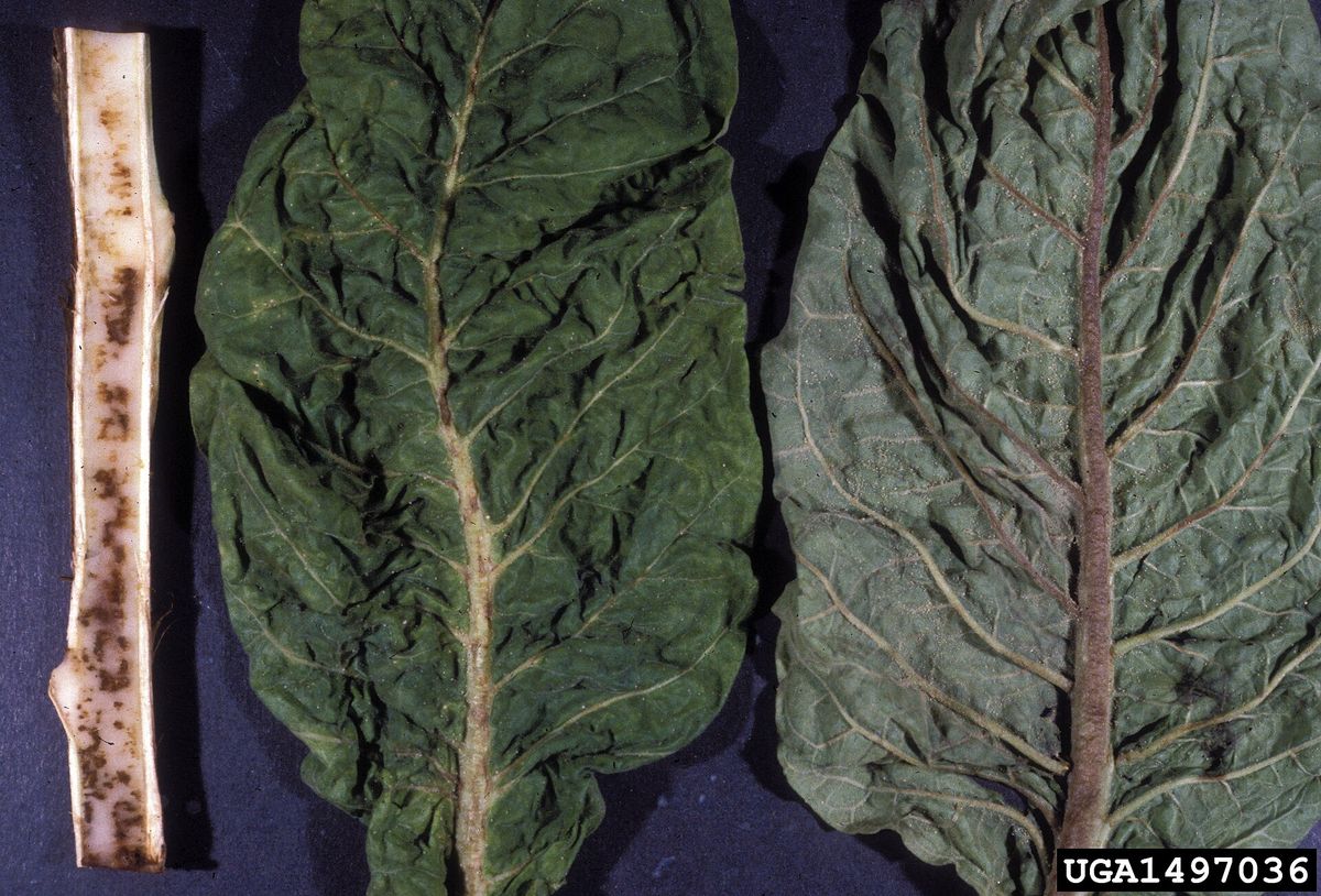 Photograph of potato virus y symptoms used for plant disease identification