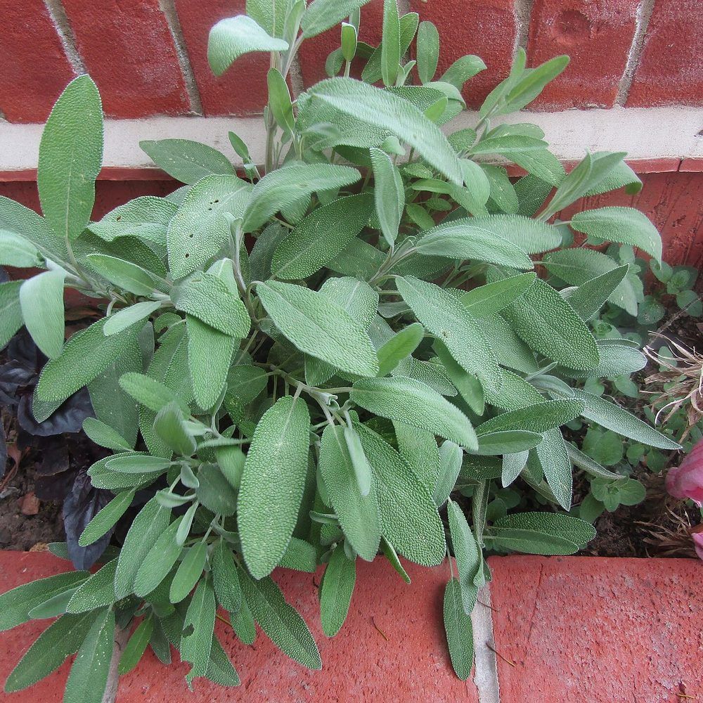 Sage plant: Lamiaceae crop profile photo