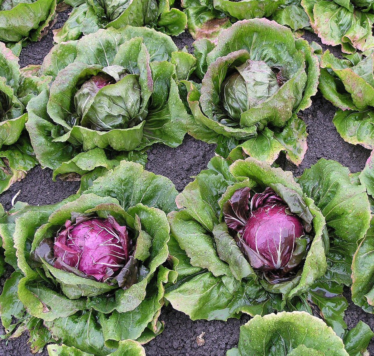 Radicchio growing. Photo for the radicchio growing guide