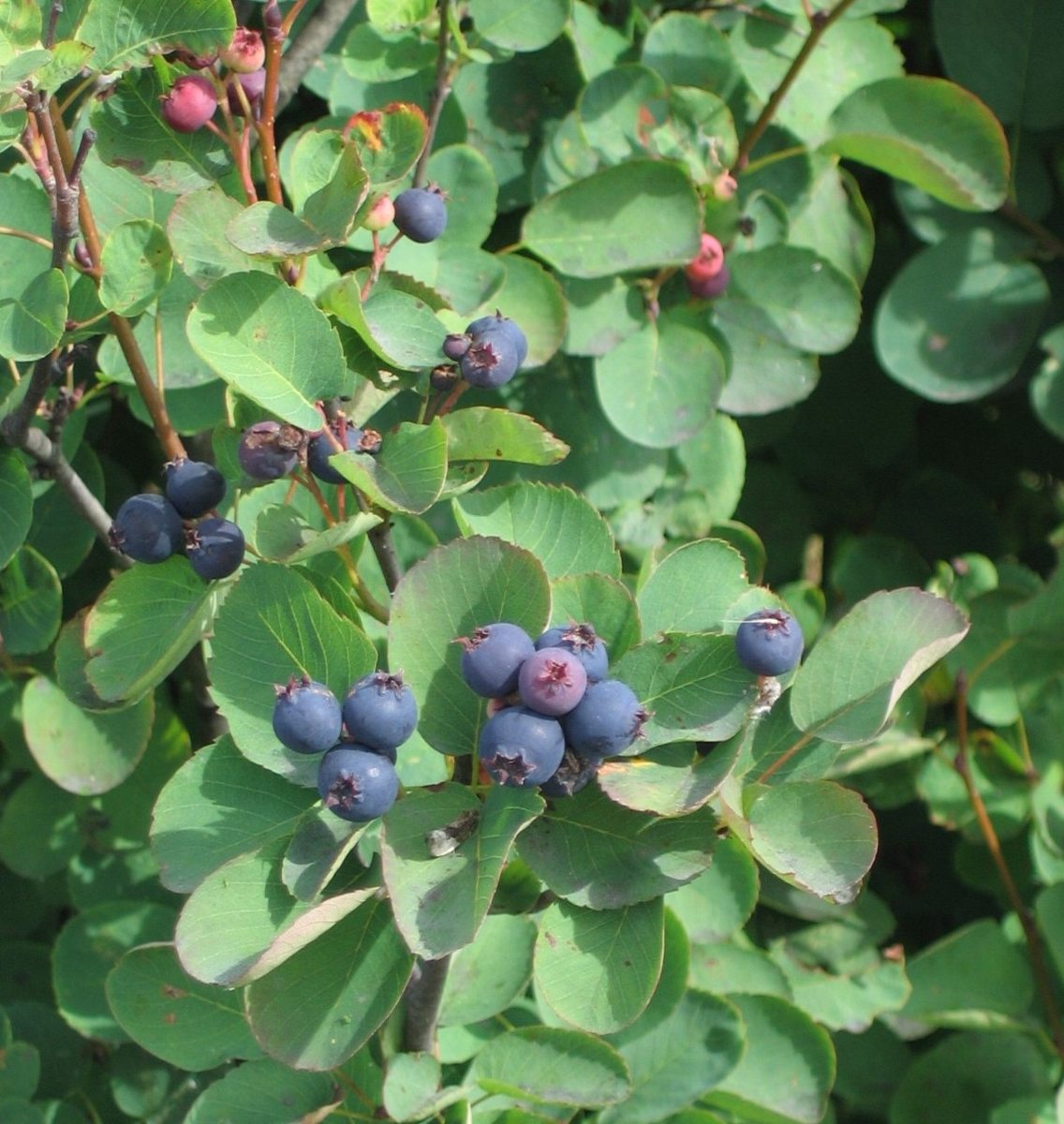 Serviceberry (Juneberry) growing. Photo for the serviceberry (juneberry) growing guide