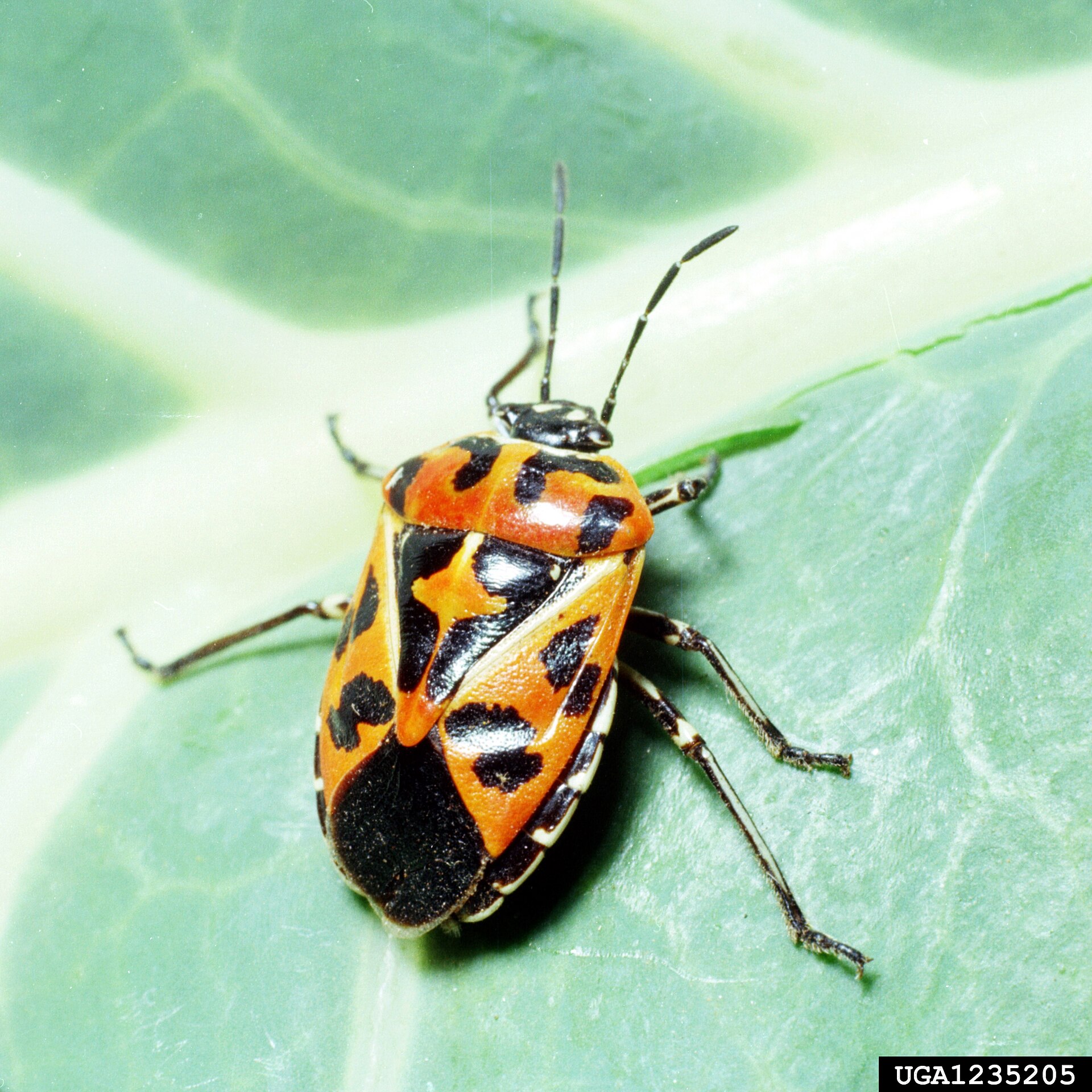 Close-up photo of harlequin bug used for garden pest identification