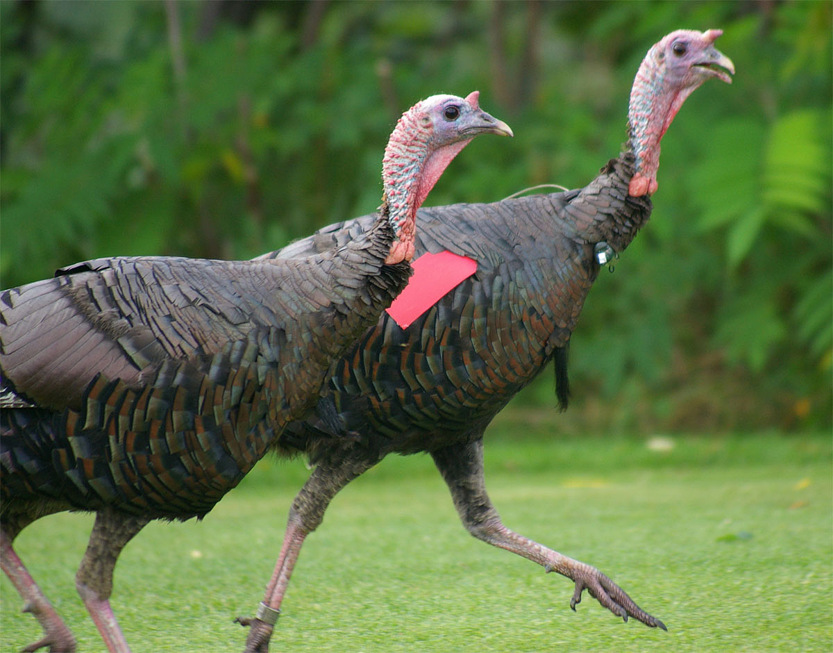 Close-up photo of wild turkey used for garden pest identification