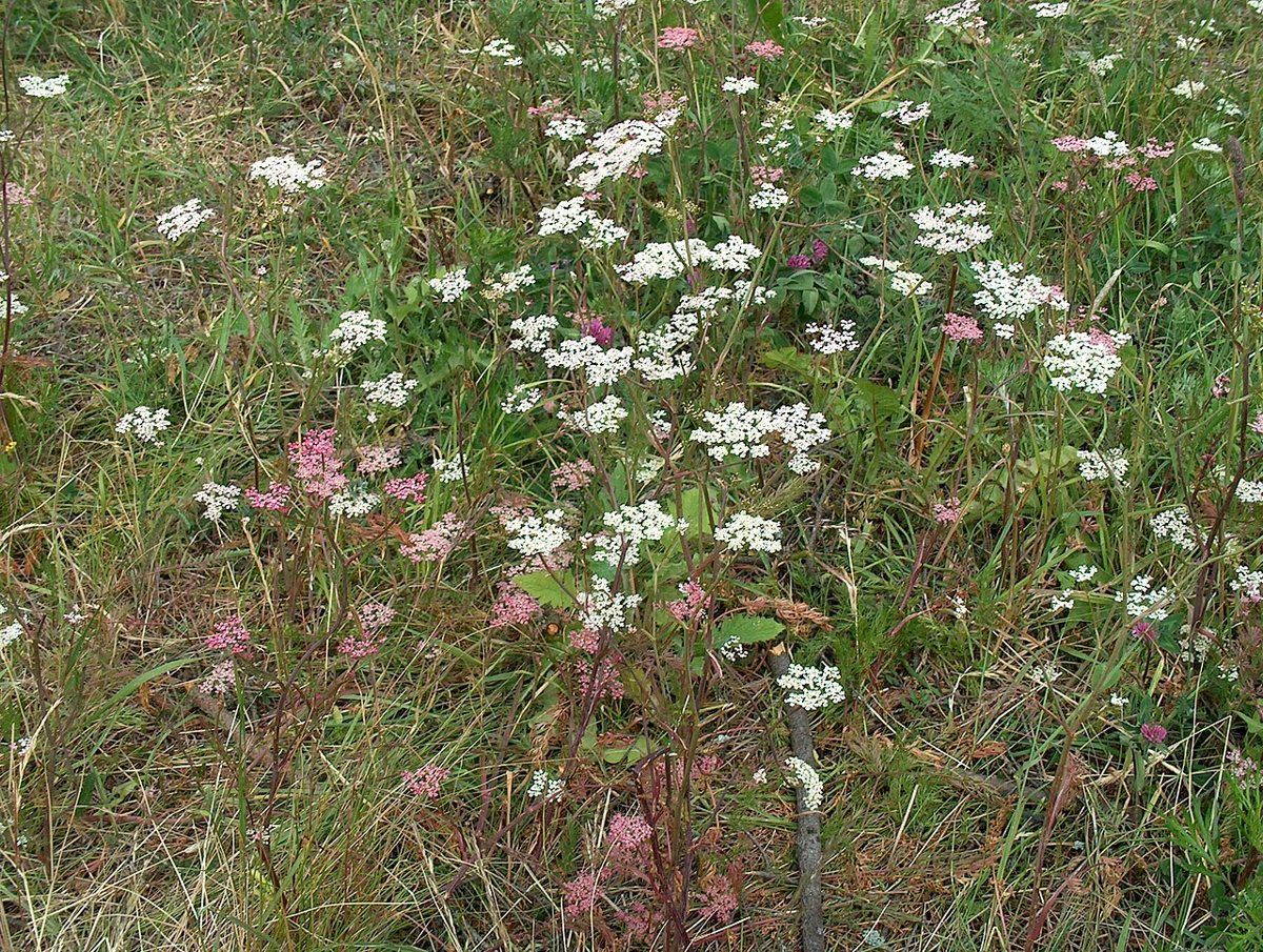 Caraway growing. Photo for the caraway growing guide