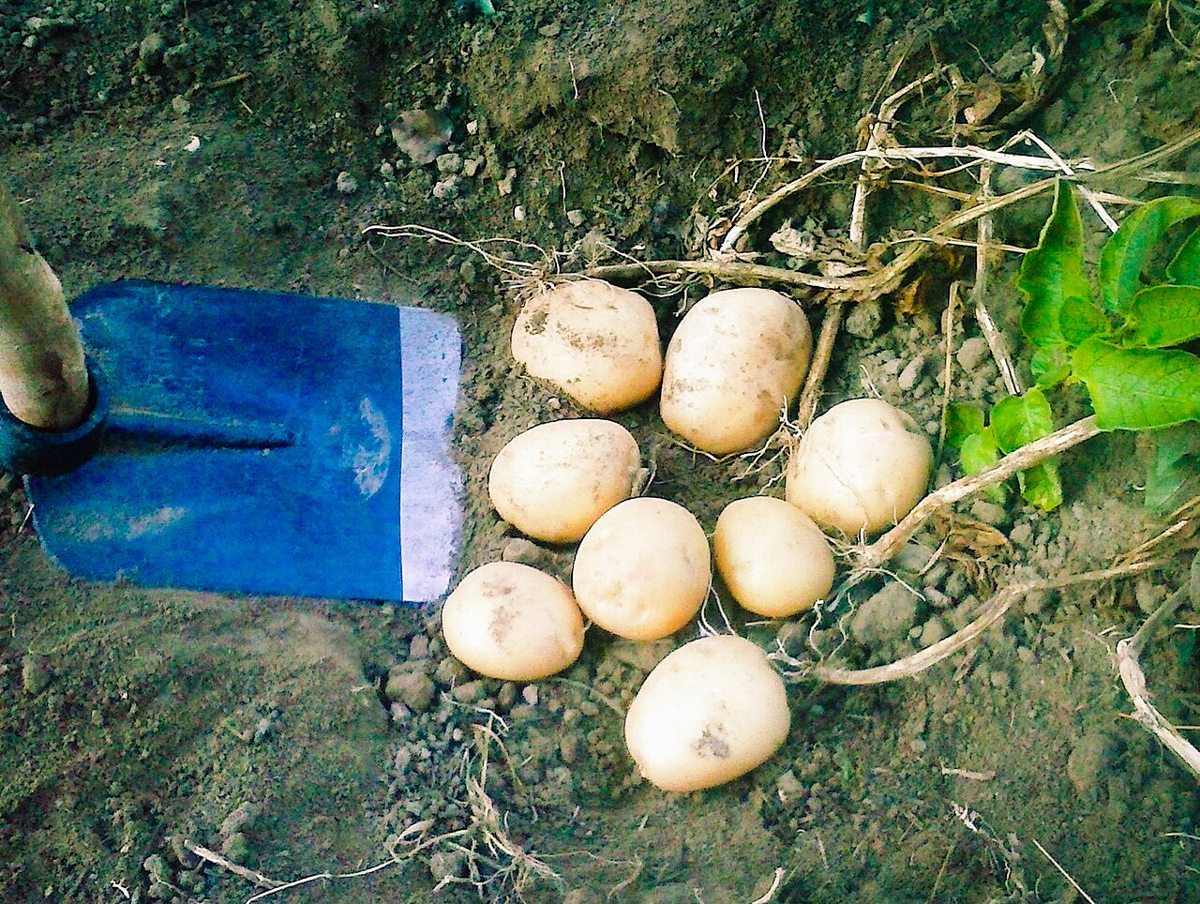 Potato plant: Solanaceae crop profile photo