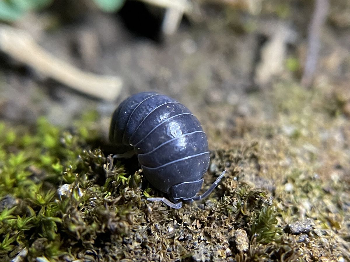 Close-up photo of pillbug / sowbug used for garden pest identification