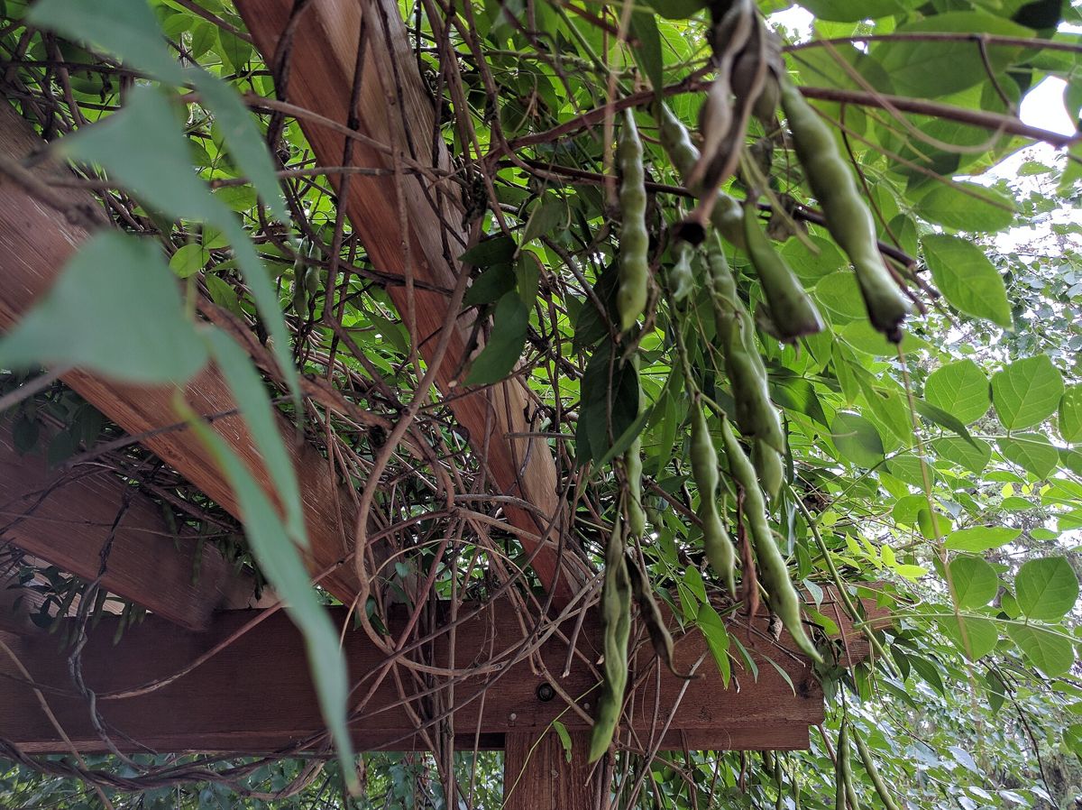 Edamame (Vegetable Soybean) growing. Photo for the edamame (vegetable soybean) growing guide