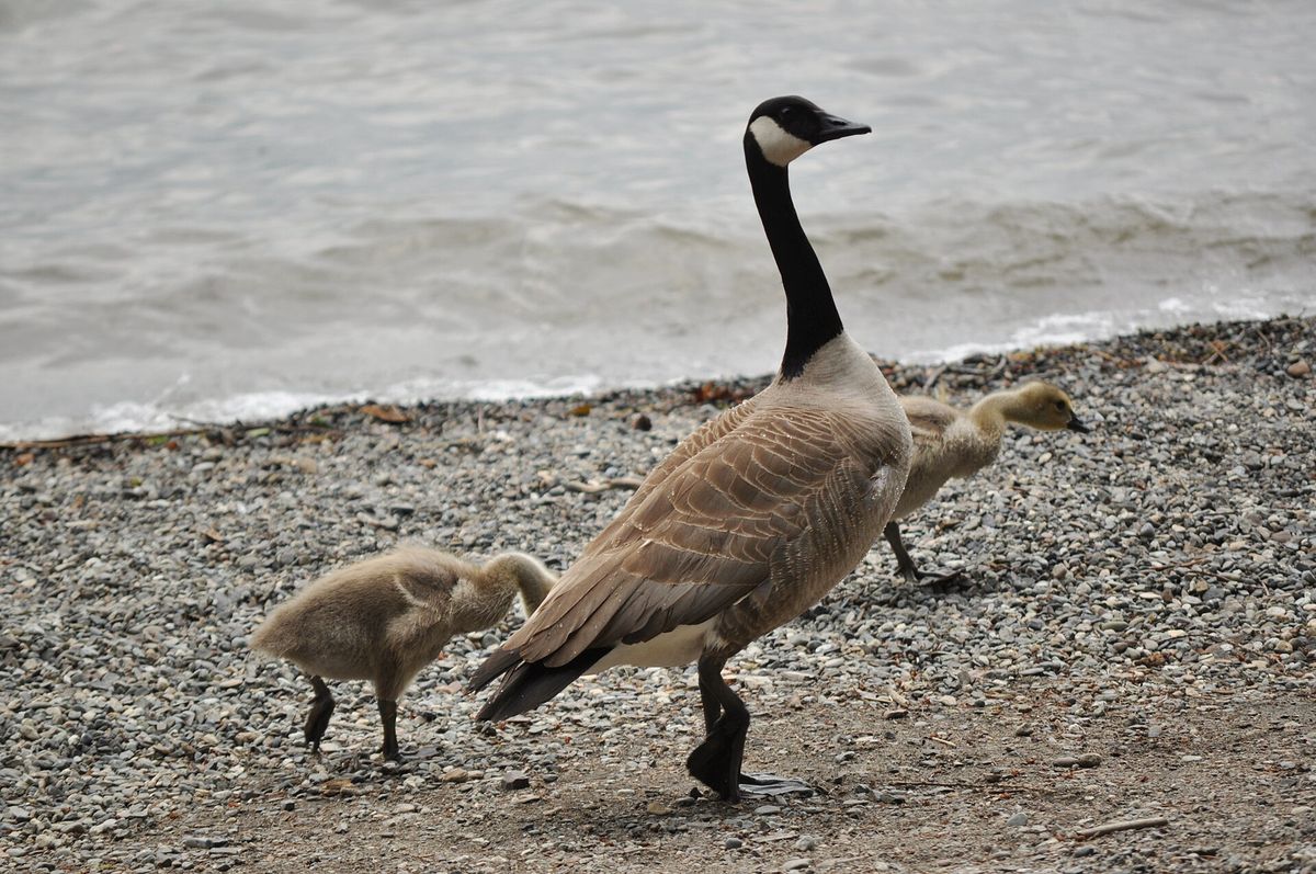 Close-up photo of canada goose used for garden pest identification