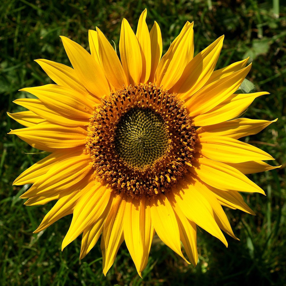 Sunflower (Seed) plant: Asteraceae crop profile photo