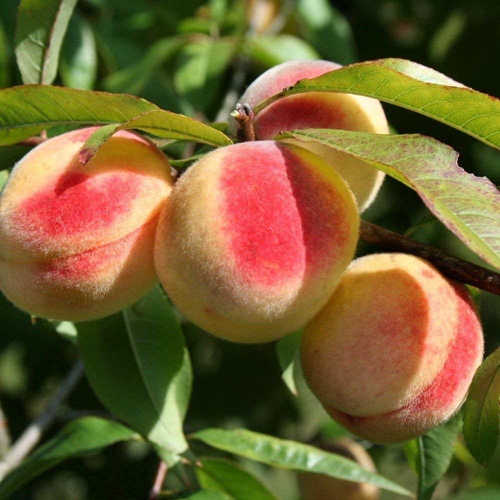 Peach plant: Rosaceae crop profile photo