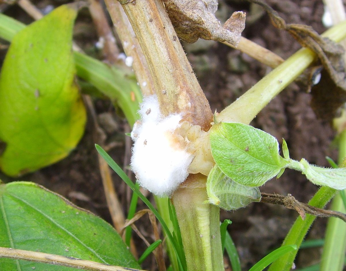 Photograph of white mold (sclerotinia) symptoms used for plant disease identification