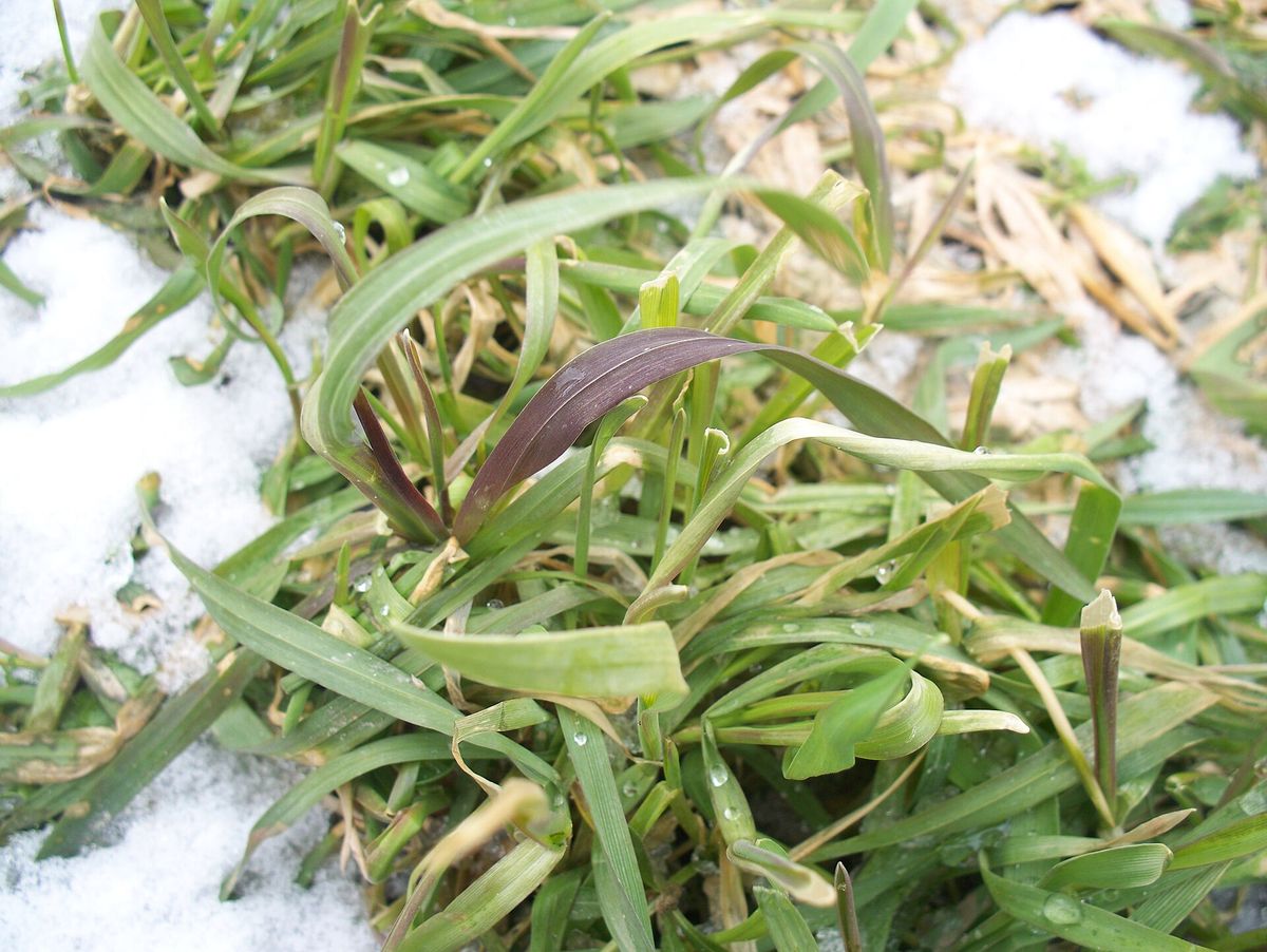 Photograph of phosphorus deficiency symptoms used for plant disease identification