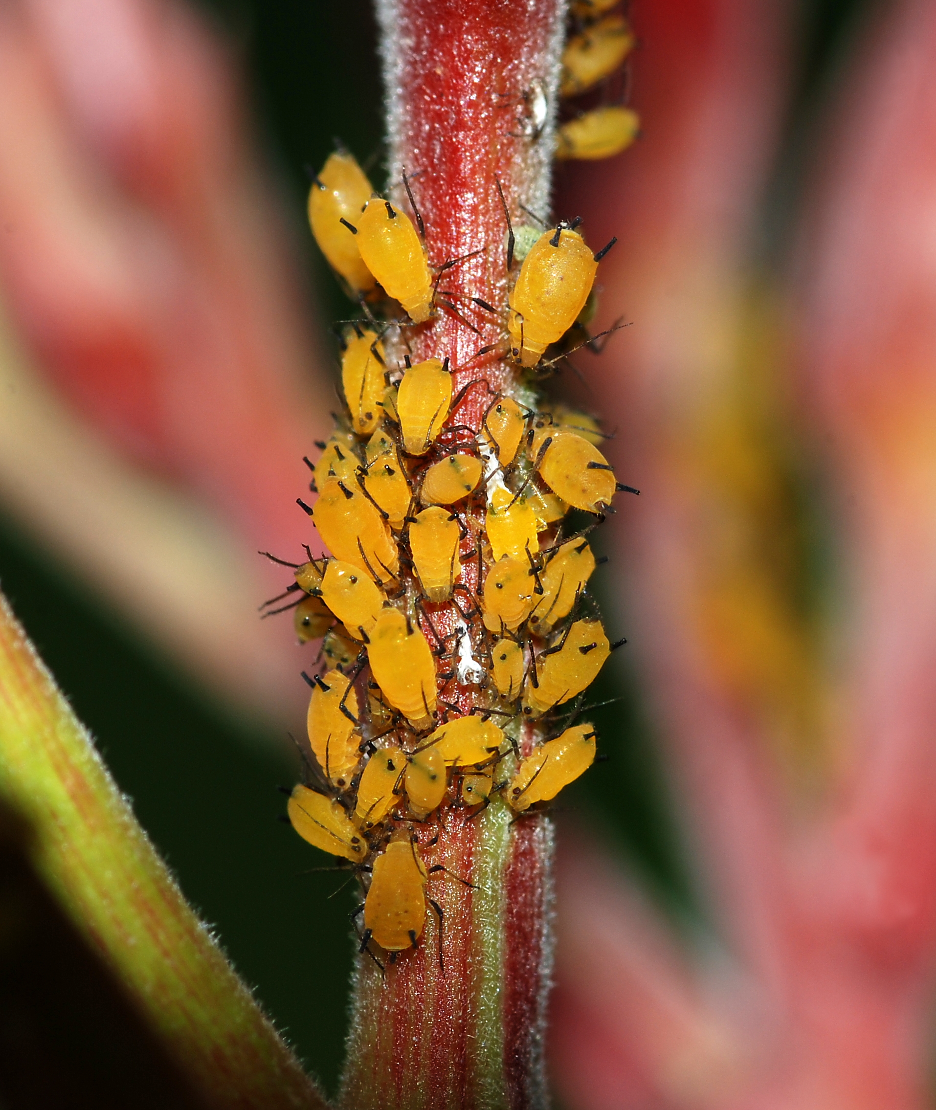 Photograph of aphid — garden pest identification