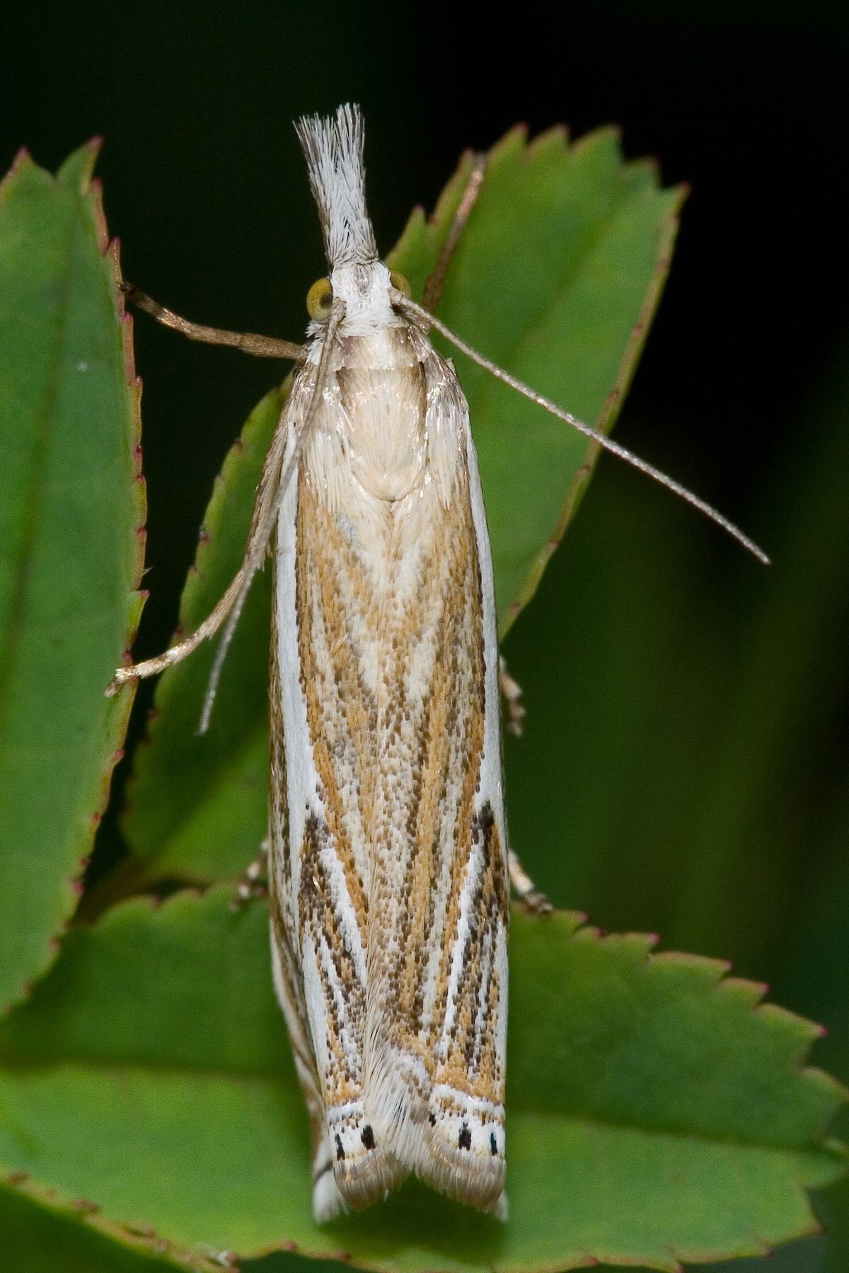 Close-up photo of sod webworm used for garden pest identification