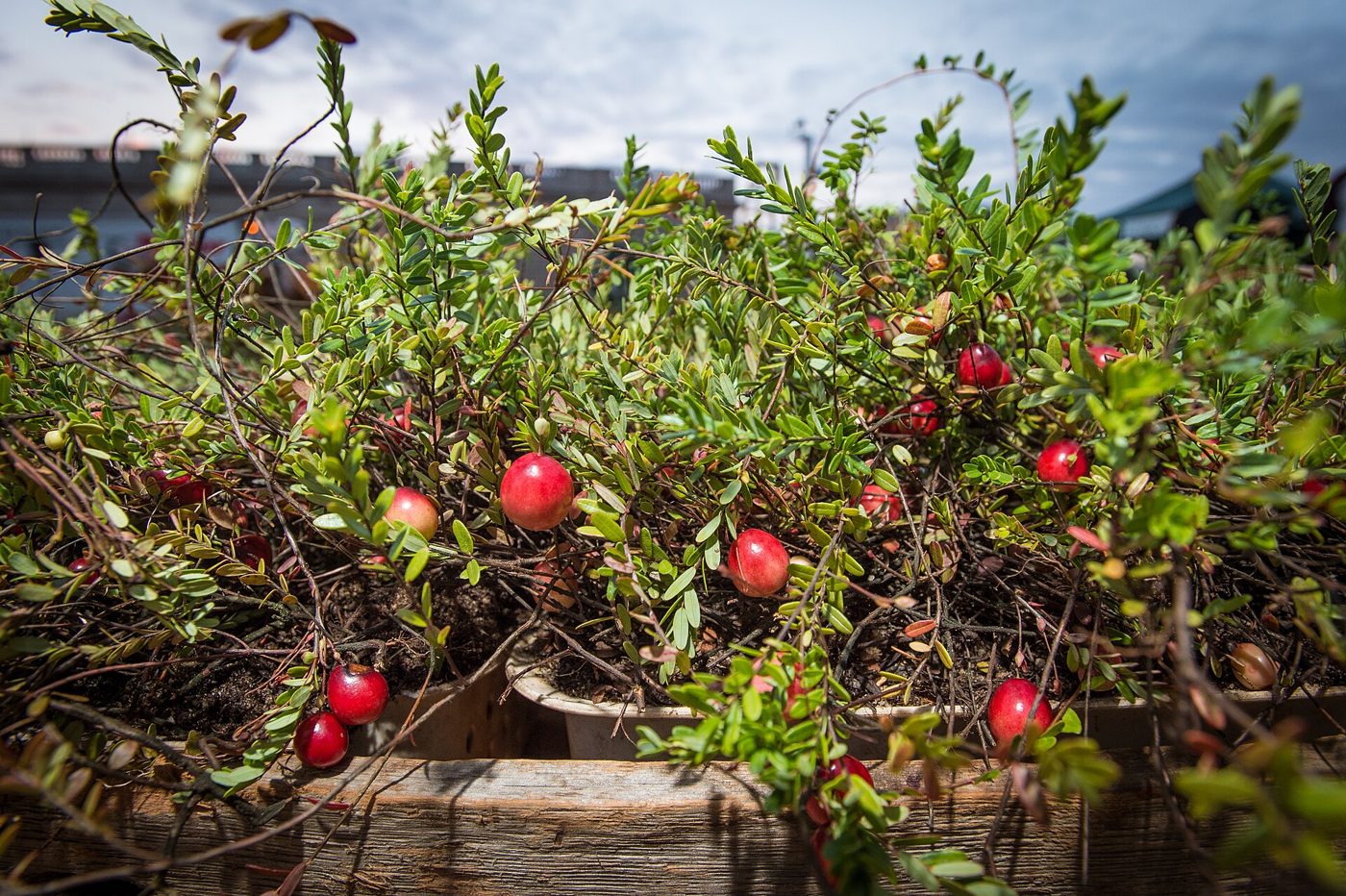 Cranberry plant: Ericaceae crop profile photo