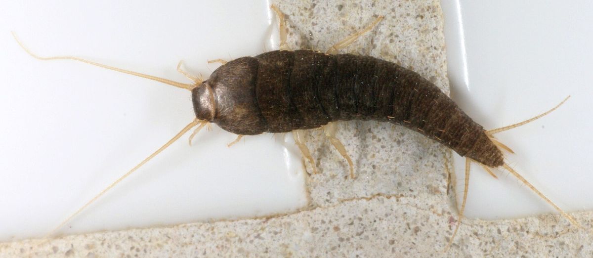 Close-up photo of silverfish used for garden pest identification